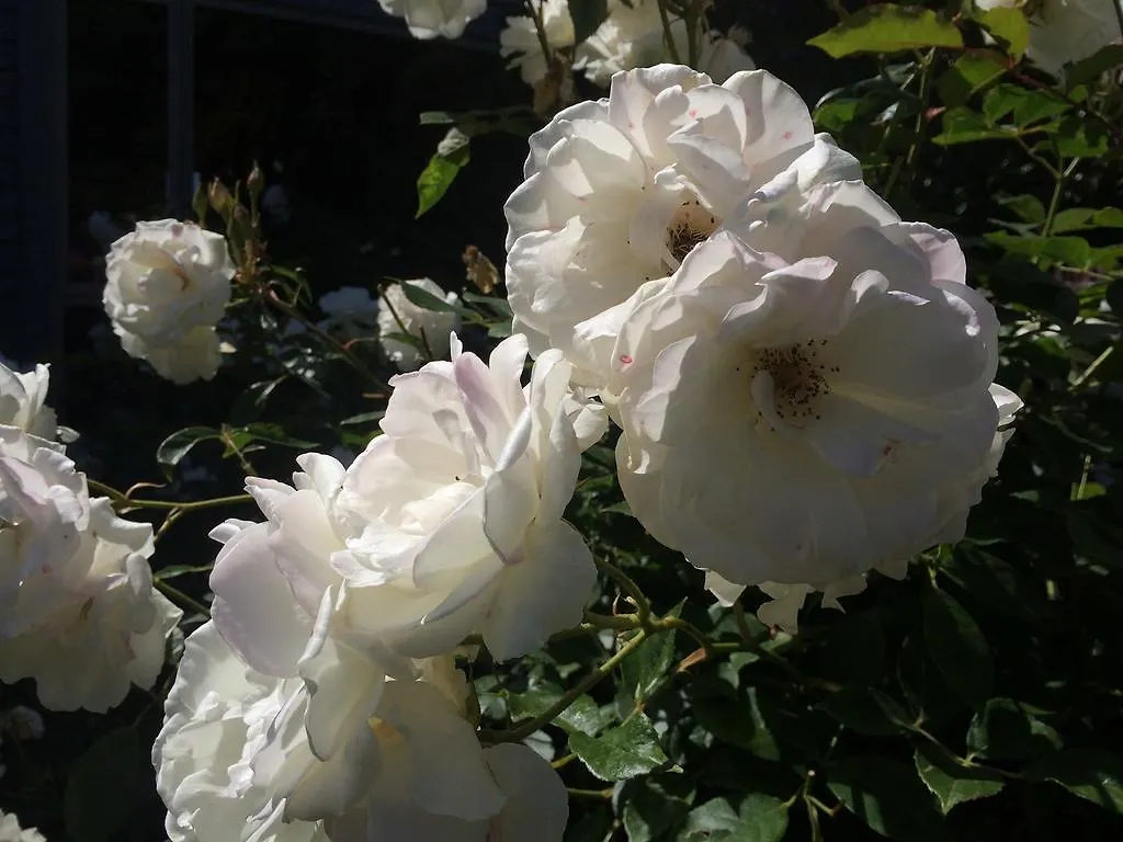 Airport Guesthouse Christchurch Airport Νέα Ζηλανδία